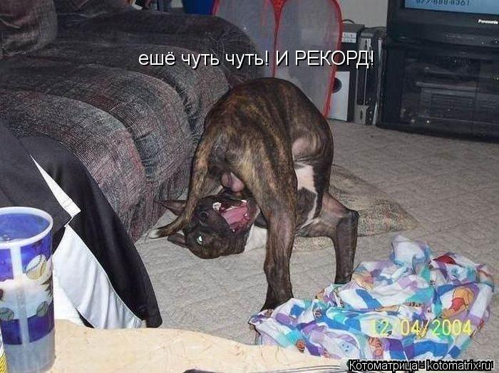 Котоматрица: ешё чуть чуть! И РЕКОРД!