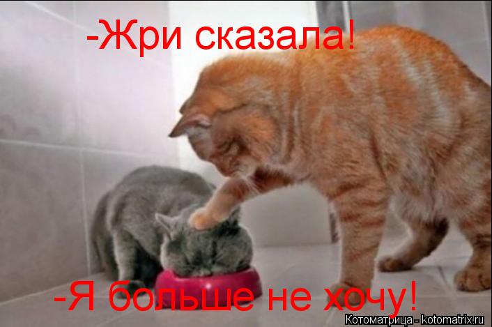 Котоматрица: -Жри сказала! -Я больше не хочу!
