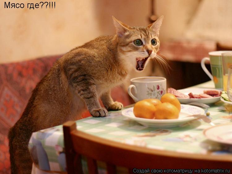 Мясо где??!!!... Котоматрица: Мясо где??!!!