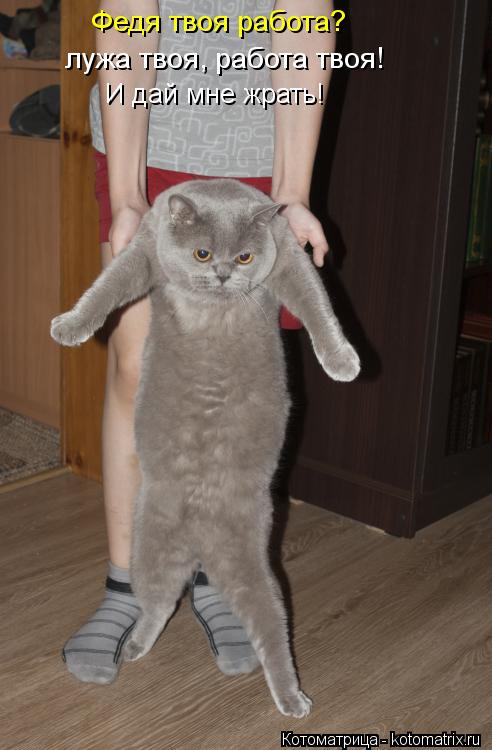 Котоматрица: Федя твоя работа? лужа твоя, работа твоя!  И дай мне жрать!