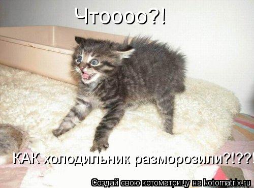 Котоматрица: Чтоооо?! КАК холодильник разморозили?!??!