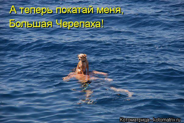 Котоматрица: А теперь покатай меня, Большая Черепаха!