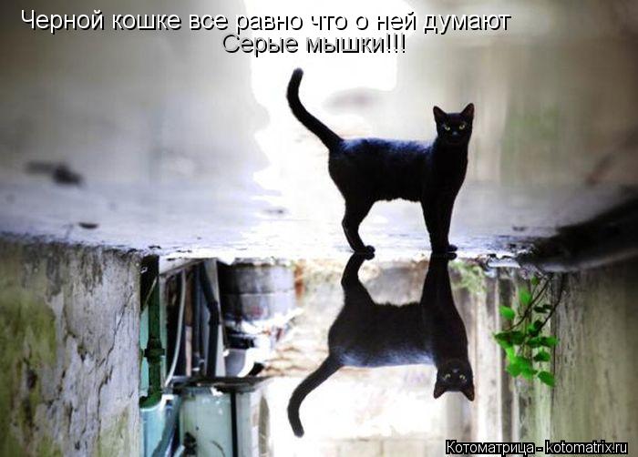 Котоматрица: Черной кошке все равно что о ней думают Серые мышки!!!