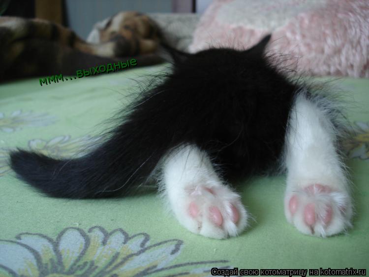 ммм...выходные... Котоматрица: ммм...выходные