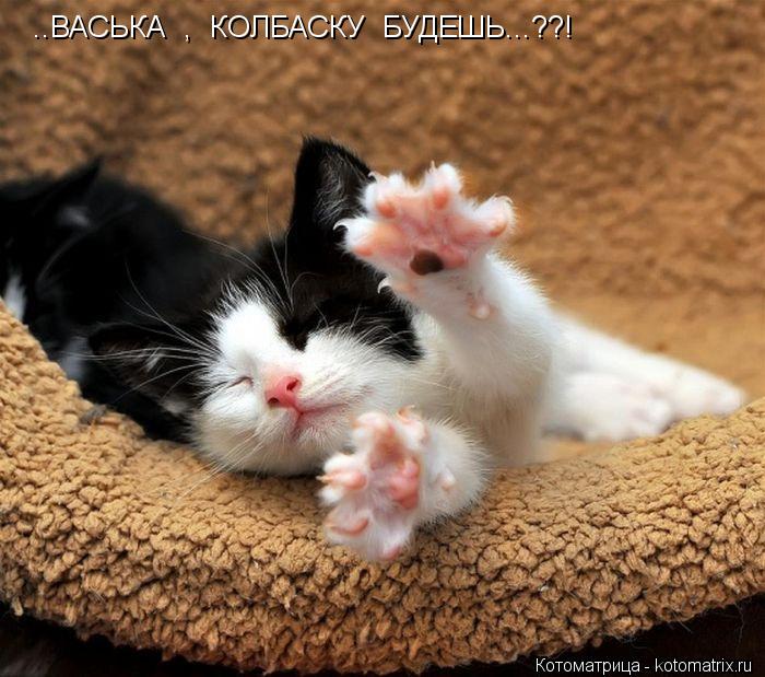 Котоматрица: ..ВАСЬКА  ,  КОЛБАСКУ  БУДЕШЬ...??!