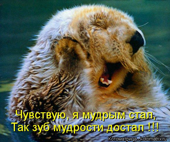 Котоматрица: Чувствую, я мудрым стал, Так зуб мудрости достал !!!