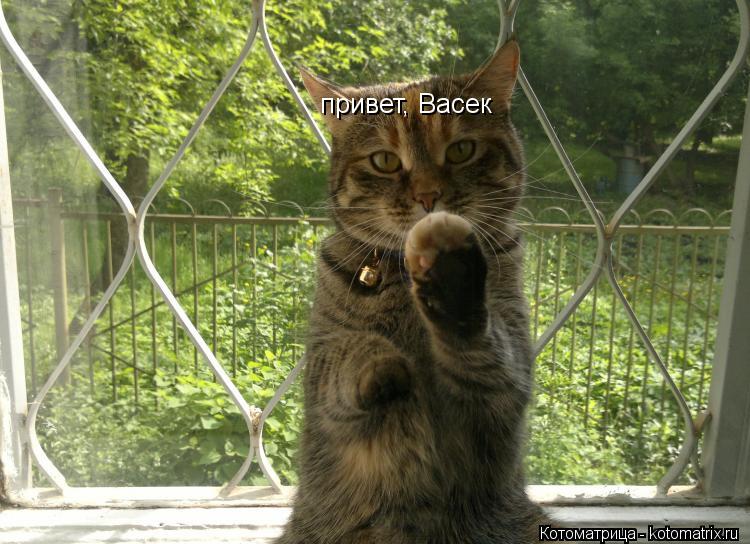 привет, Васек... Котоматрица: привет, Васек