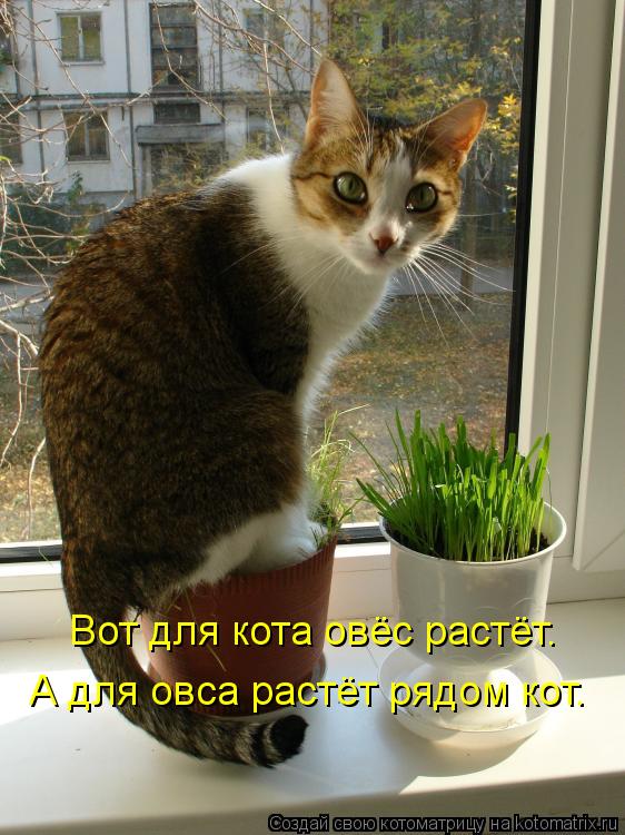 Котоматрица: Вот для кота овёс растёт. А для овса растёт рядом кот.