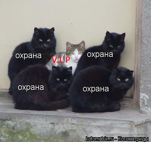Котоматрица: охрана охрана охрана охрана V.I.P