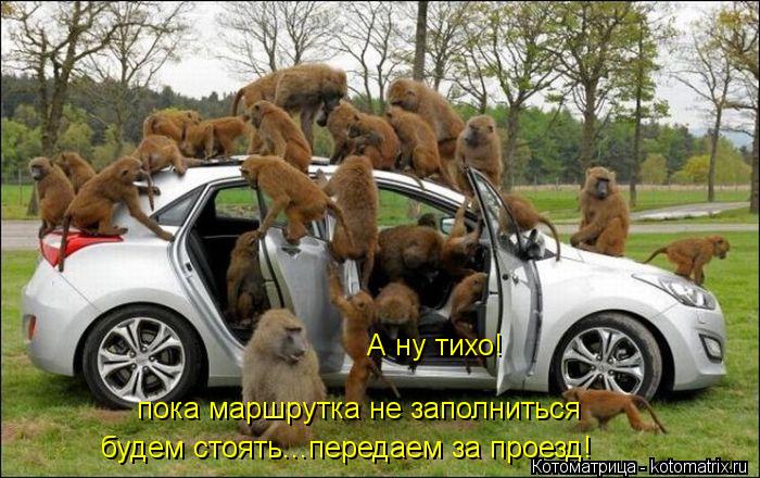 Котоматрица: А ну тихо! пока маршрутка не заполниться будем стоять...передаем за проезд!