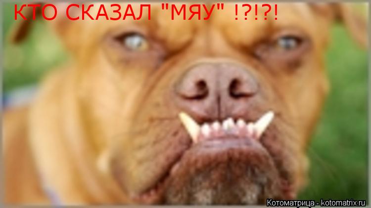 Котоматрица: КТО СКАЗАЛ "МЯУ" !?!?!