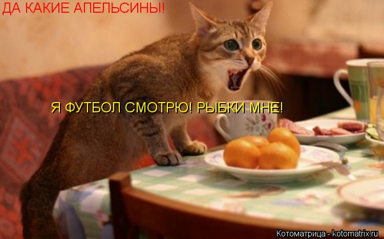 Котоматрица: ДА КАКИЕ АПЕЛЬСИНЫ! Я ФУТБОЛ СМОТРЮ! РЫБКИ МНЕ!