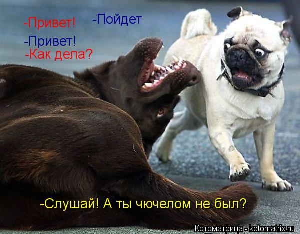 Котоматрица: -Привет! -Привет! -Как дела? -Пойдет -Слушай! А ты чючелом не был?
