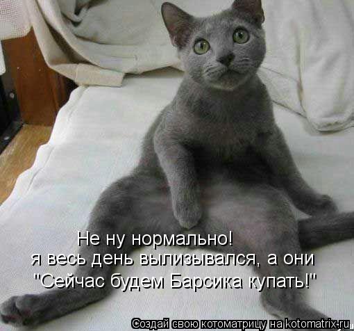 Котоматрица: Не ну нормально! я весь день вылизывался, а они "Сейчас будем Барсика купать!"