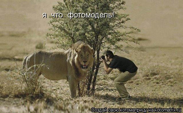 Котоматрица: я  что  фотомодель!