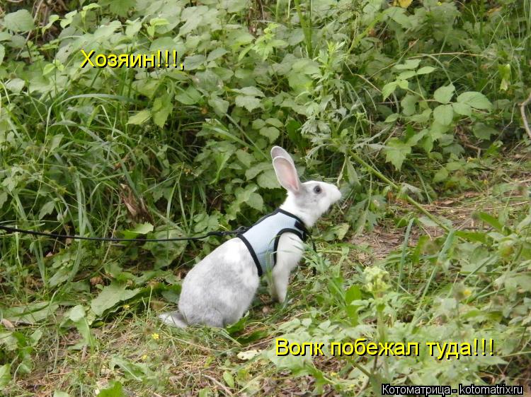 Котоматрица: Хозяин!!!, Волк побежал туда!!!