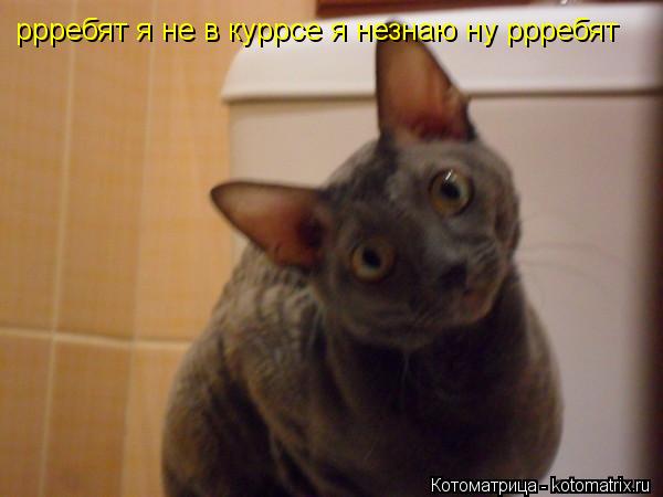 Котоматрица: ррребят я не в куррсе я незнаю ну ррребят