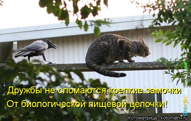 Котоматрица: Дружбы не сломаются крепкие замочки От биологической пищевой цепочки!
