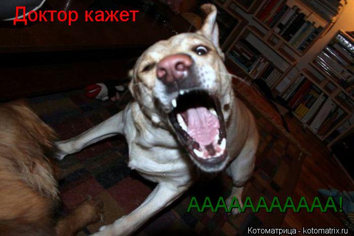 Котоматрица: Доктор кажет ААААААААААА!