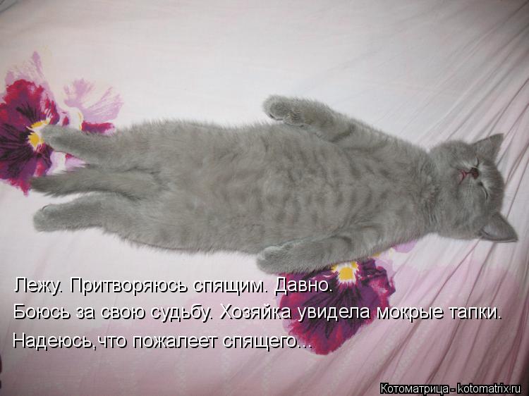 Котоматрица: Лежу. Притворяюсь спящим. Давно. Боюсь за свою судьбу. Хозяйка увидела мокрые тапки. Надеюсь,что пожалеет спящего...