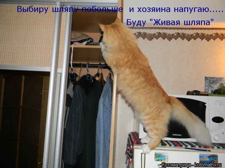 Котоматрица: Выбиру шляпу побольше  и хозяина напугаю..... Буду "Живая шляпа"