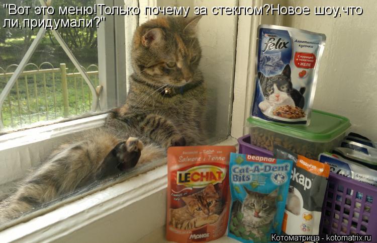 Котоматрица: "Вот это меню!Только почему за стеклом?Новое шоу,что ли,придумали?"