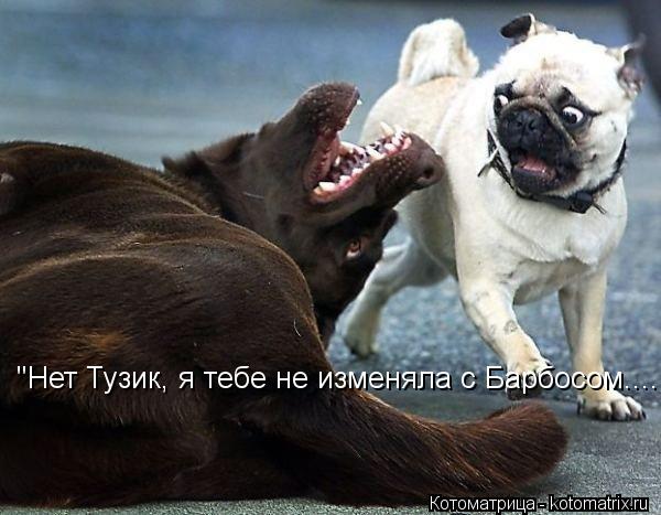 Котоматрица: "Нет Тузик, я тебе не изменяла с Барбосом....!"