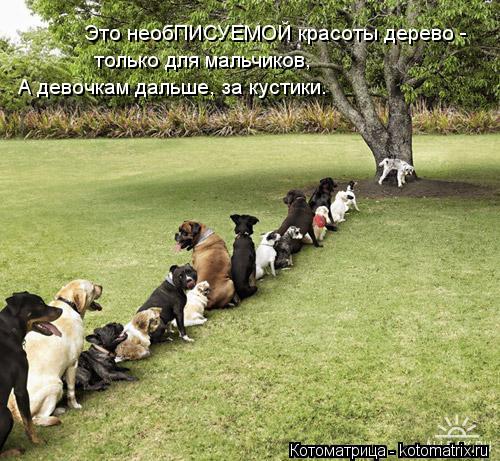 Это необПИСУЕМОЙ красоты дерево - только для мальчиков, А девочкам дальше, за кустики.... Котоматрица: Это необПИСУЕМОЙ красоты дерево - только для мальчиков, А девочкам дальше, за кустики.