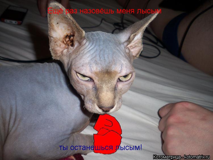 Котоматрица: Ещё раз назовёшь меня лысым ты останешься лысым!