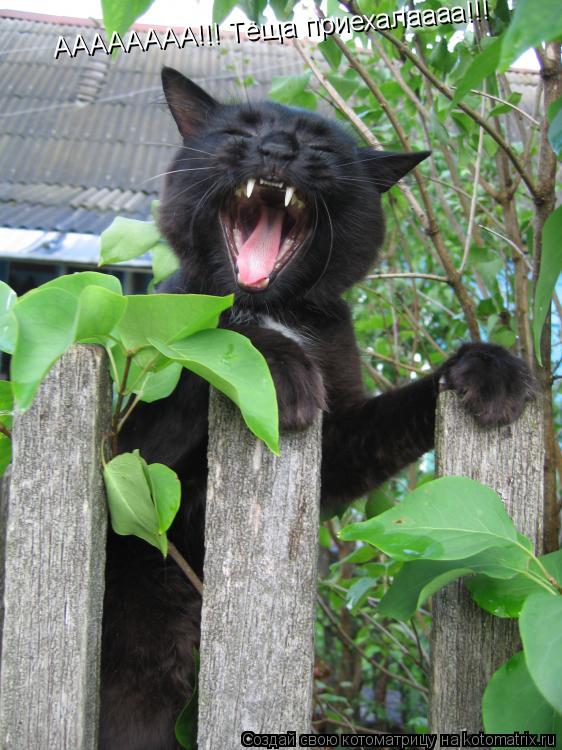 Котоматрица: АААААААА!!! Тёща приехалаааа!!!