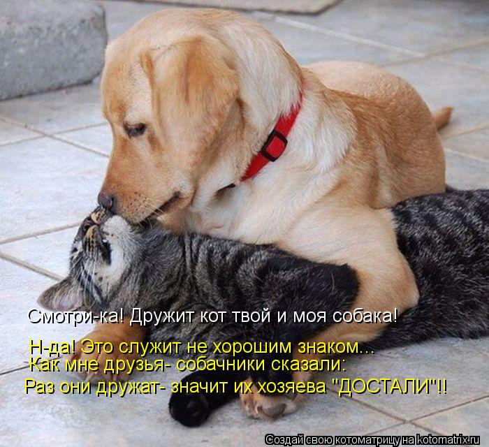 Котоматрица: Смотри-ка! Дружит кот твой и моя собака! Н-да! Это служит не хорошим знаком... Как мне друзья- собачники сказали: Раз они дружат- значит их хозя
