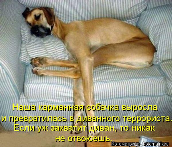 Котоматрица: Наша карманная собачка выросла и превратилась в диванного террориста. Если уж захватит диван, то никак не отвоюешь.