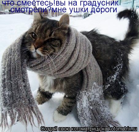 Котоматрица: что смеётесь!вы на градусник смотрели?мне ушки дороги