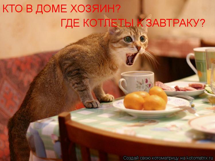 КТО В ДОМЕ ХОЗЯИН? ГДЕ КОТЛЕТЫ К ЗАВТРАКУ?... Котоматрица: КТО В ДОМЕ ХОЗЯИН? ГДЕ КОТЛЕТЫ К ЗАВТРАКУ?
