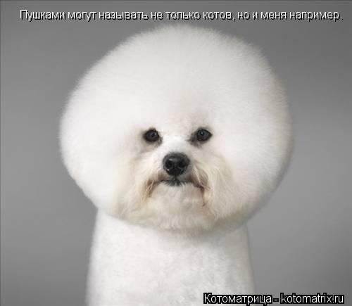 Котоматрица: Пушками могут называть не только котов, но и меня например.