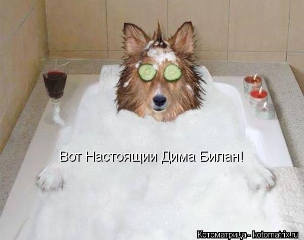 Вот Настоящии Дима Билан!... Котоматрица: Вот Настоящии Дима Билан!
