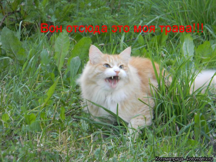Вон отсюда это моя трава!!!... Котоматрица: Вон отсюда это моя трава!!!