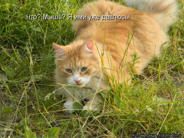 Котоматрица: Что? Мышь? Я ими уже давлюсь!