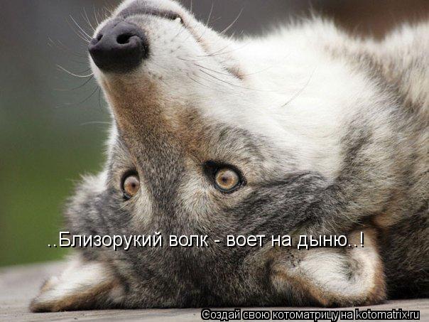 Котоматрица: ..Близорукий волк - воет на дыню..!
