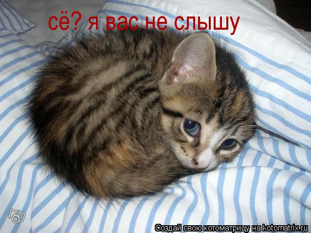 Котоматрица: сё? я вас не слышу