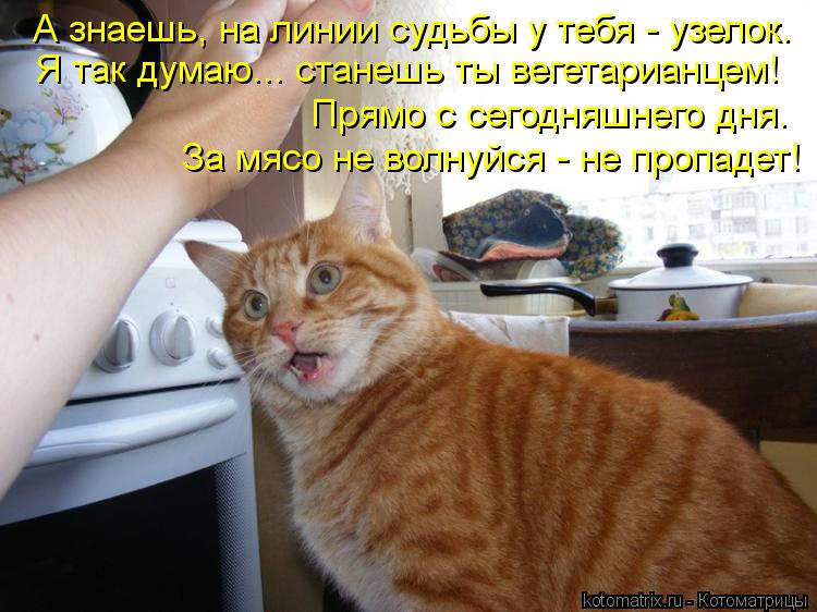 Котоматрица: А знаешь, на линии судьбы у тебя - узелок. Я так думаю... станешь ты вегетарианцем! Прямо с сегодняшнего дня. За мясо не волнуйся - не пропадет!