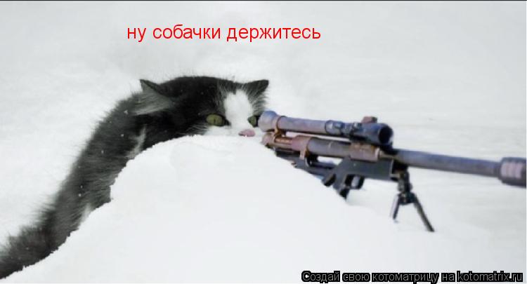 Котоматрица: ну собачки держитесь