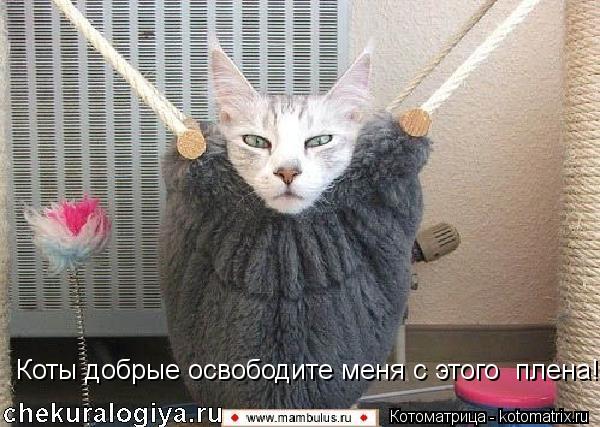 Коты добрые освободите меня с этого плена!... Котоматрица: Коты добрые освободите меня с этого плена!