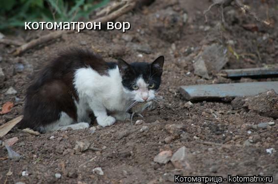 Котоматрица: котоматрон вор