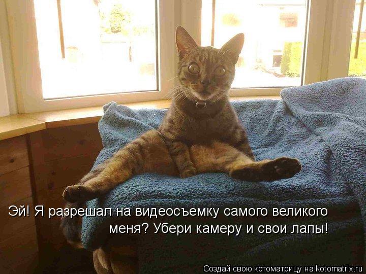 Котоматрица: Эй! Я разрешал на видеосъемку самого великого меня? Убери камеру и свои лапы!