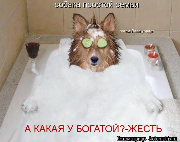 собака простой семьи потом Вася упадёт А КАКАЯ У БОГАТОЙ?-ЖЕСТЬ... Котоматрица: собака простой семьи потом Вася упадёт А КАКАЯ У БОГАТОЙ?-ЖЕСТЬ