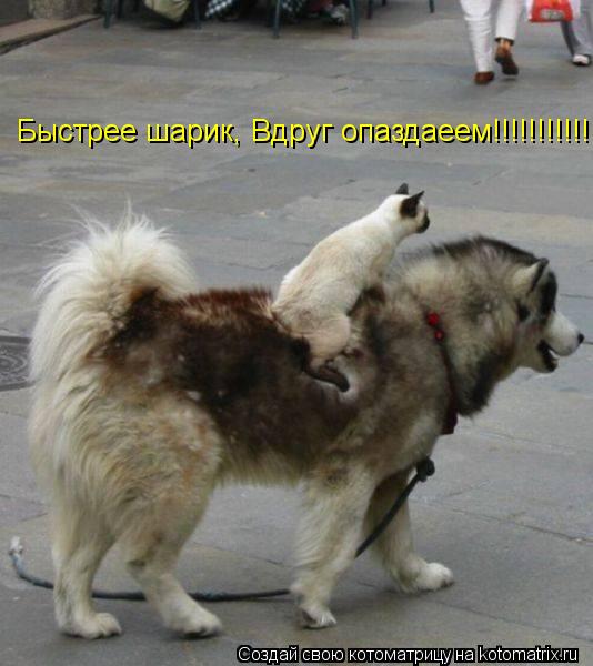 Быстрее шарик, Вдруг опаздаеем!!!!!!!!!!!!... Котоматрица: Быстрее шарик, Вдруг опаздаеем!!!!!!!!!!!!