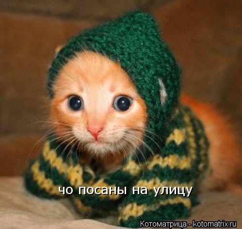Котоматрица: чо посаны на улицу