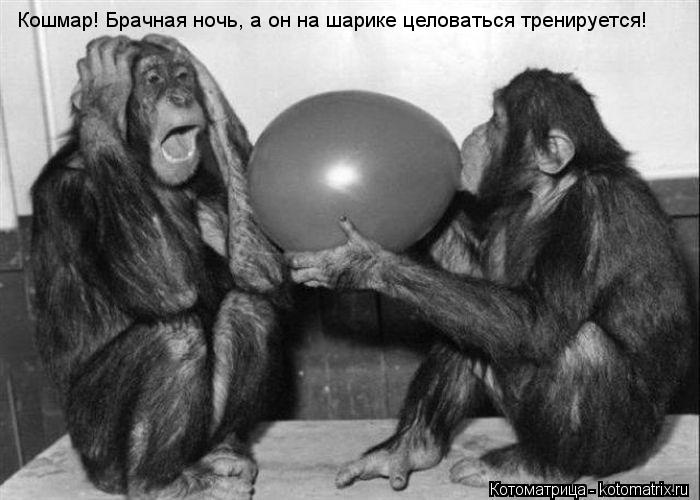 Кошмар! Брачная ночь, а он на шарике целоваться тренируется!... Котоматрица: Кошмар! Брачная ночь, а он на шарике целоваться тренируется!