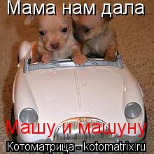 Котоматрица: Мама нам дала  Машу и машуну